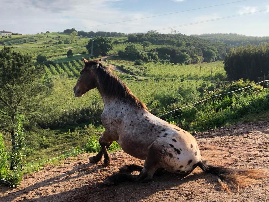 مبيت وإفطار Cadaval Terra Luso Proche De Montejunto المظهر الخارجي الصورة